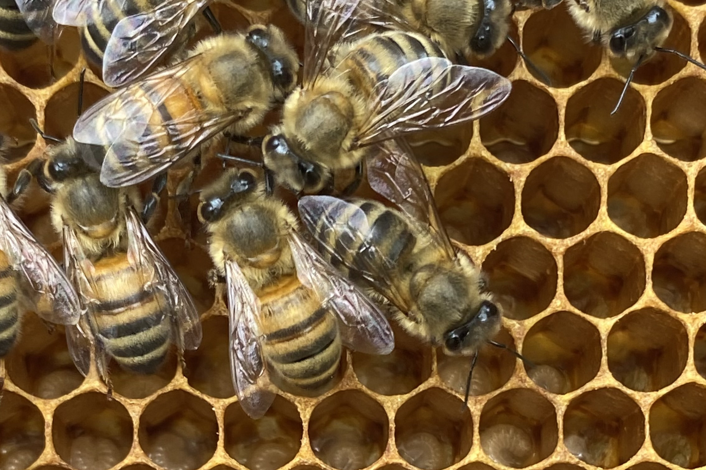 Yamaichi Sponsored Bees